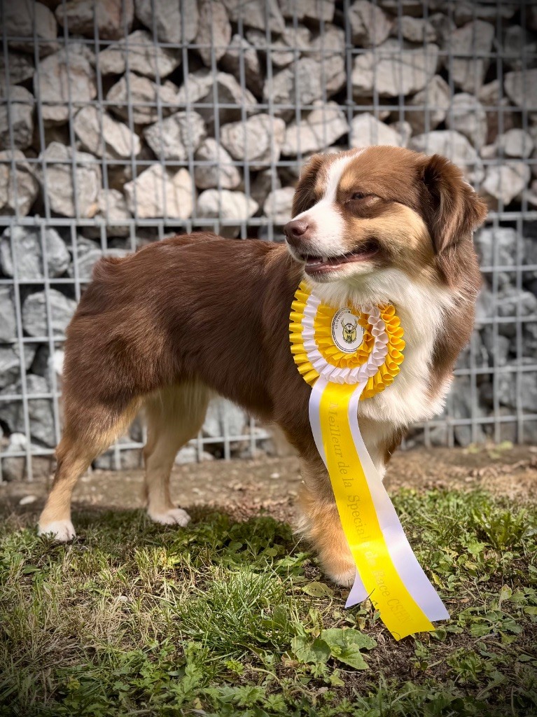 Very pretty pearl of Precious Stone Race - BOB Meilleur de race CACS Spécial de Race