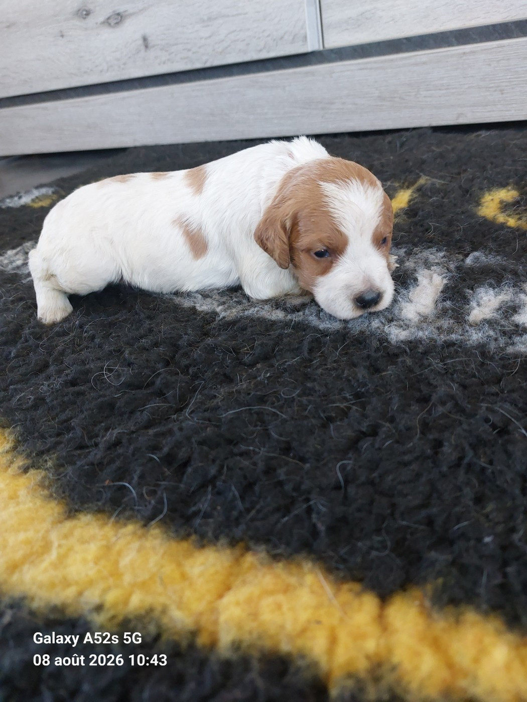 Chiot N°7 - Epagneul Breton
