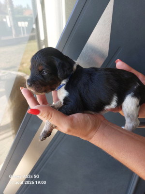 Les chiots de Epagneul Breton