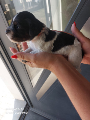 Les chiots de Epagneul Breton