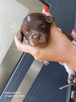 Les chiots de Epagneul Breton