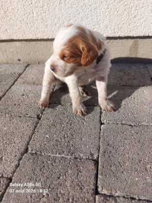 Les chiots de Epagneul Breton