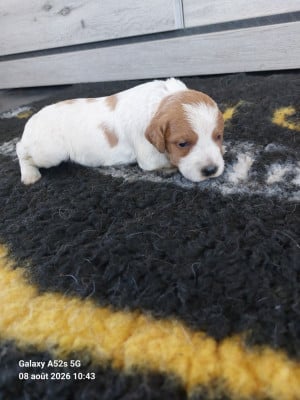 Les chiots de Epagneul Breton