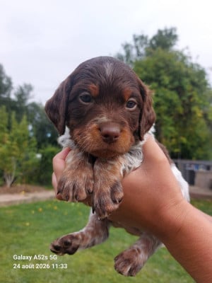 Les chiots de Epagneul Breton