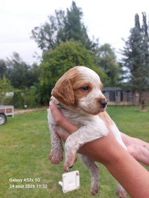 Les chiots de Epagneul Breton