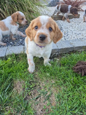 Les chiots de Epagneul Breton