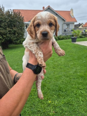 Les chiots de Epagneul Breton