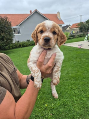 Les chiots de Epagneul Breton