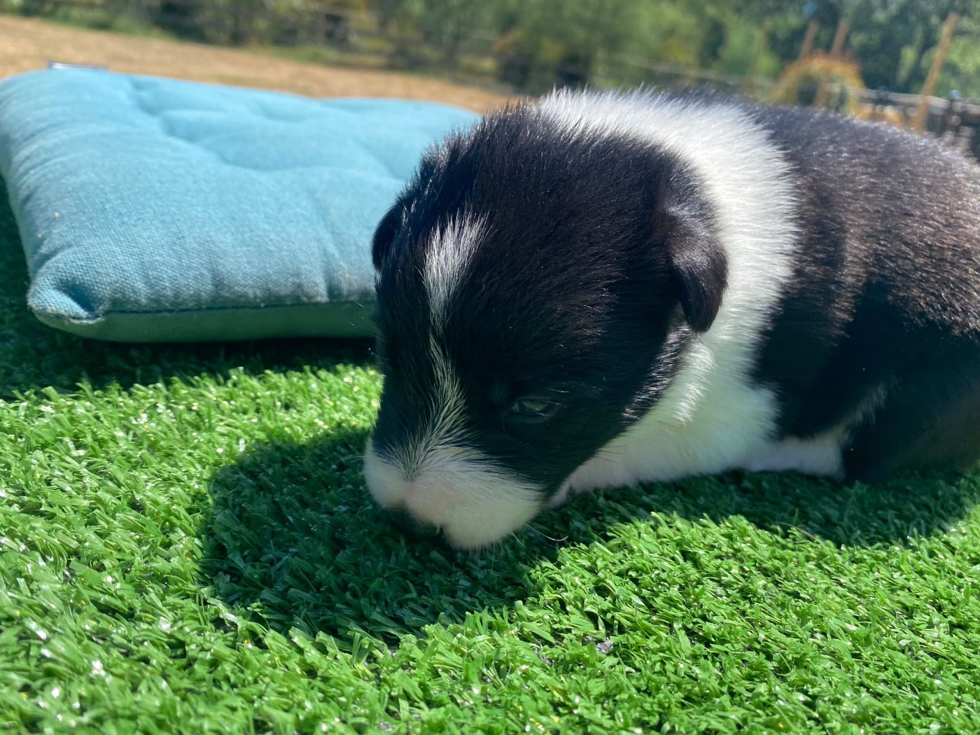 Border Collie - Des Précieuses Fées