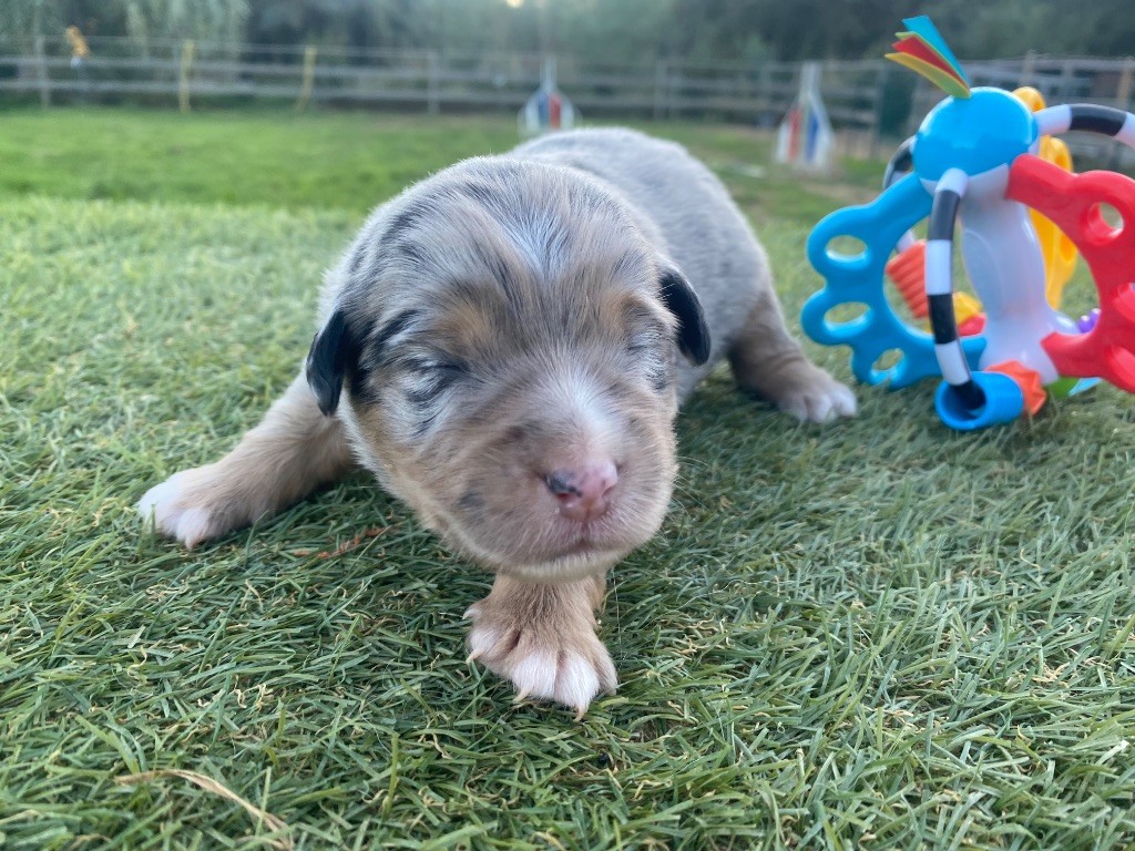 Berger Américain Miniature  - Des Précieuses Fées