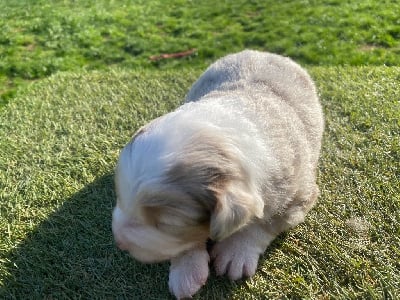 Les chiots de Berger Américain Miniature