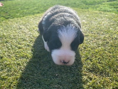 Les chiots de Berger Américain Miniature