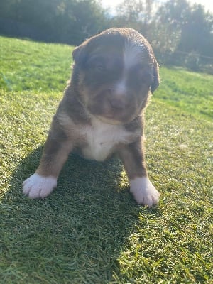 Les chiots de Berger Américain Miniature