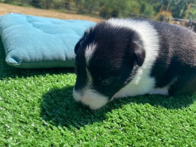 Les chiots de Border Collie
