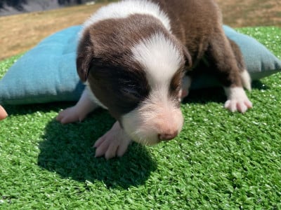 Les chiots de Border Collie