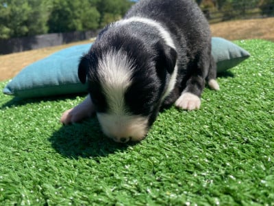 Les chiots de Border Collie