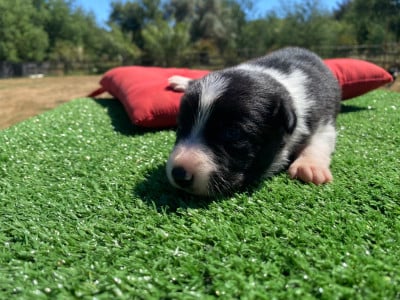 Les chiots de Border Collie