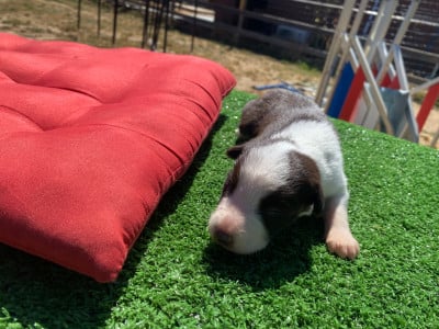 Les chiots de Border Collie