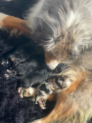 Les chiots de Berger Américain Miniature