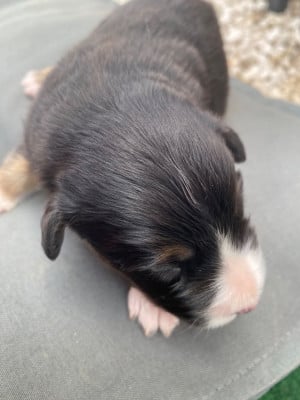 Les chiots de Berger Américain Miniature
