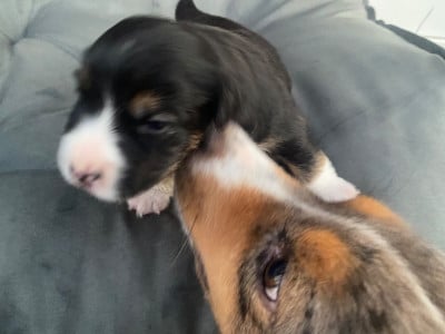 Les chiots de Berger Américain Miniature 