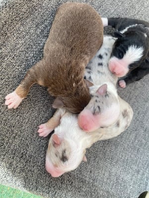 Les chiots de Berger Américain Miniature