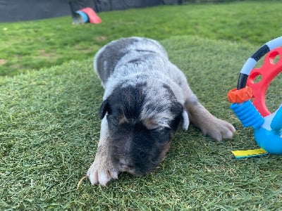 Les chiots de Berger Américain Miniature 