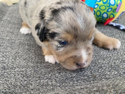 Les chiots de Berger Américain Miniature