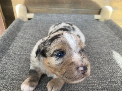 Les chiots de Berger Américain Miniature