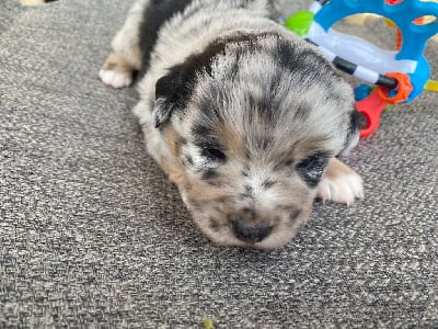 Les chiots de Berger Américain Miniature