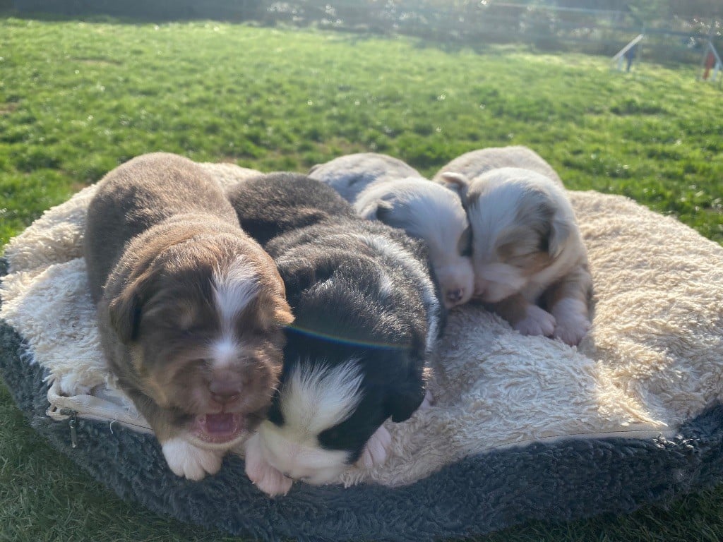 Berger Américain Miniature  - Des Précieuses Fées