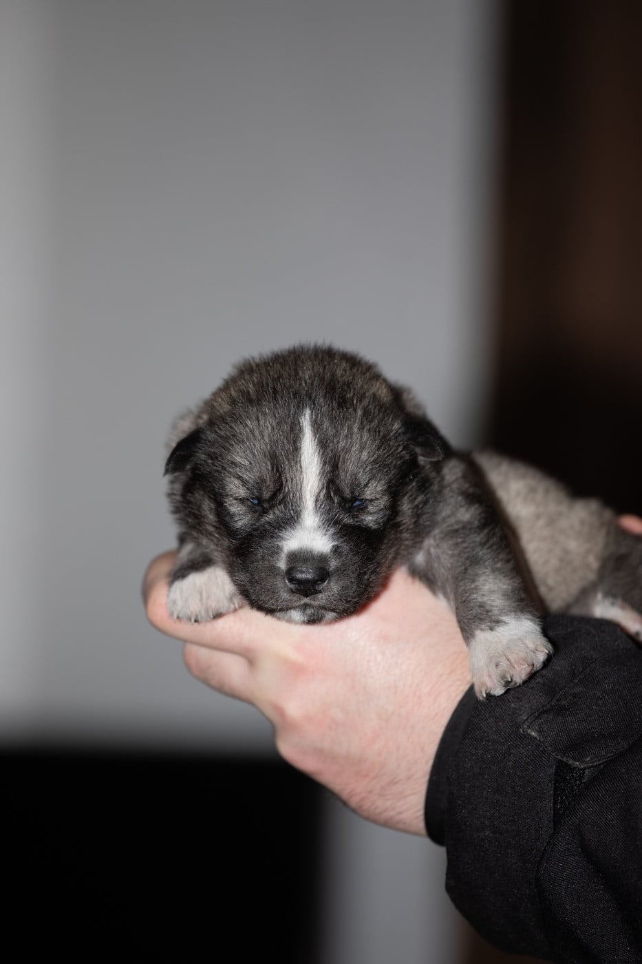 CHIOT 2 - Siberian Husky