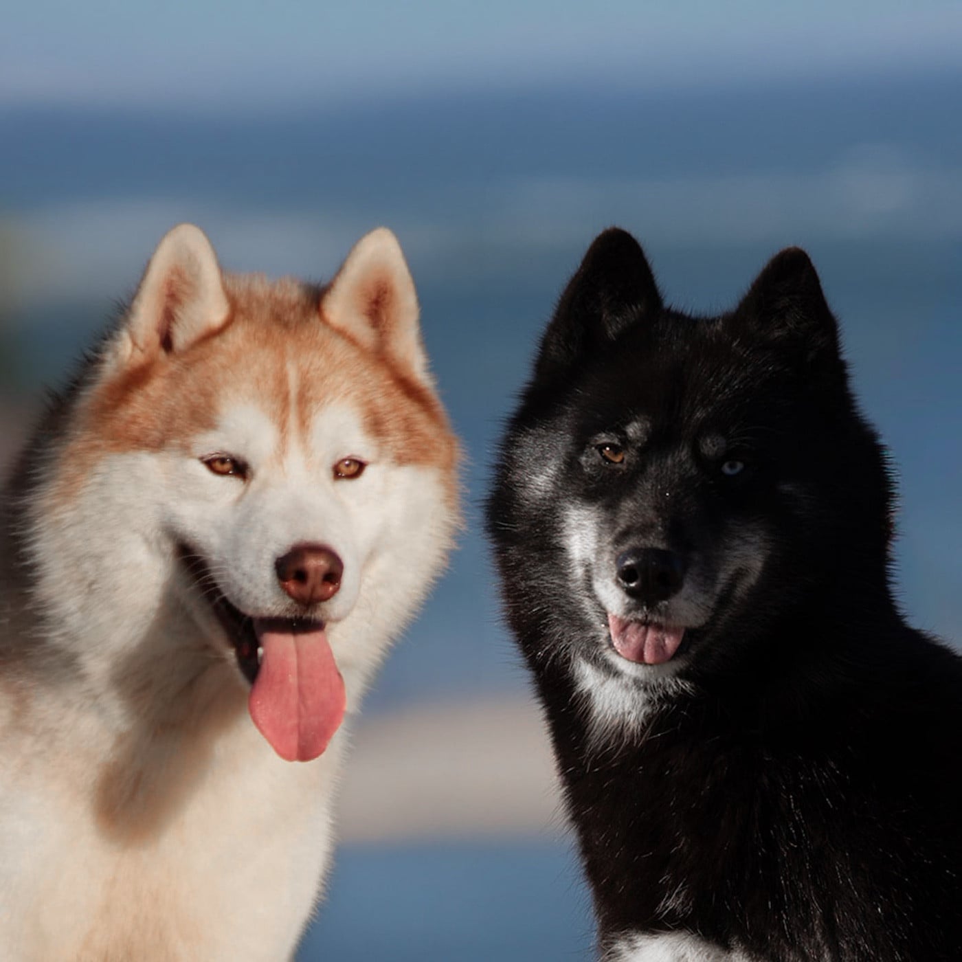 Siberian Husky - Of Umok's Dreams