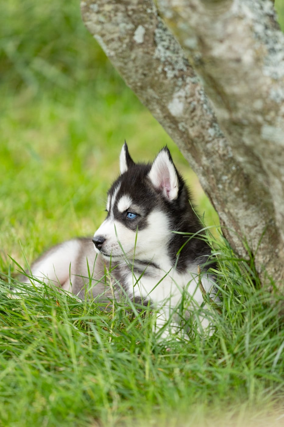 BALKAN - Siberian Husky