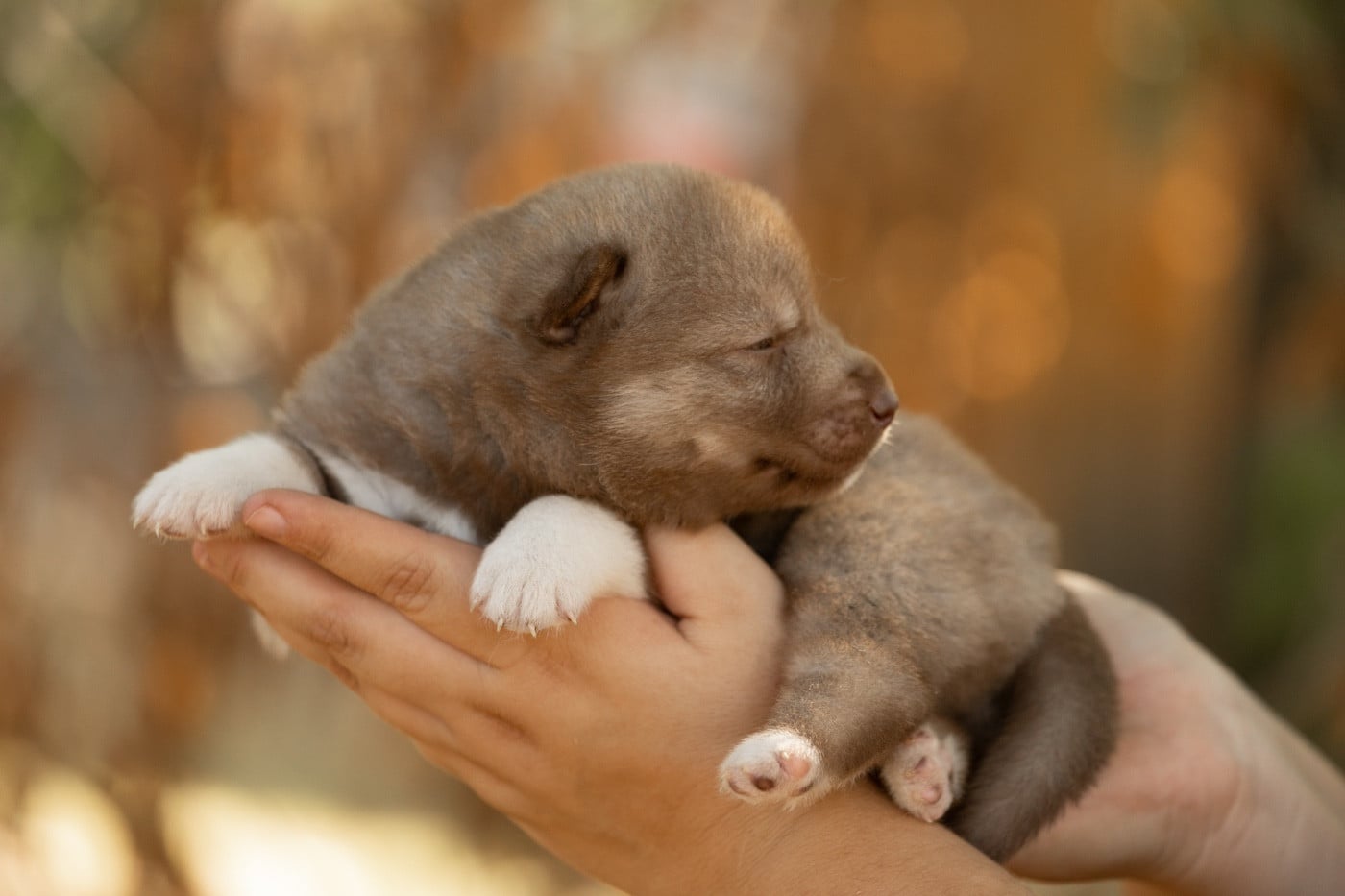 CHIOT 1