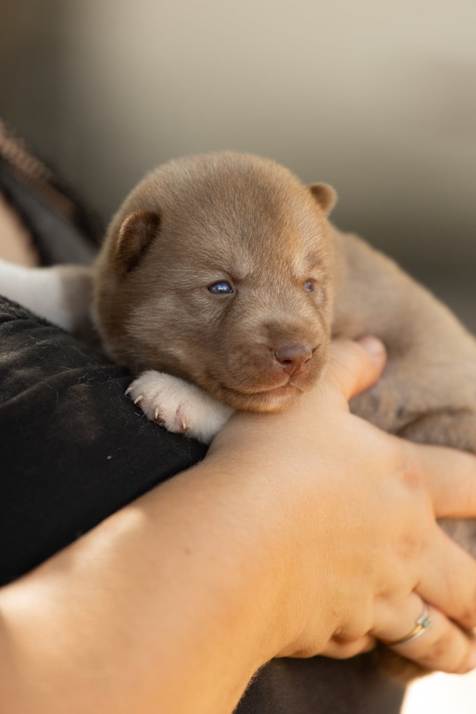 CHIOT 1