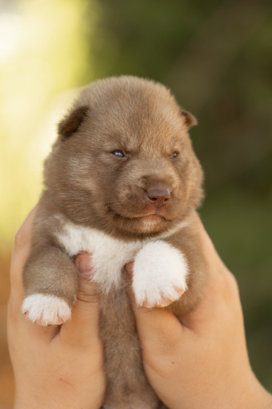 CHIOT 2