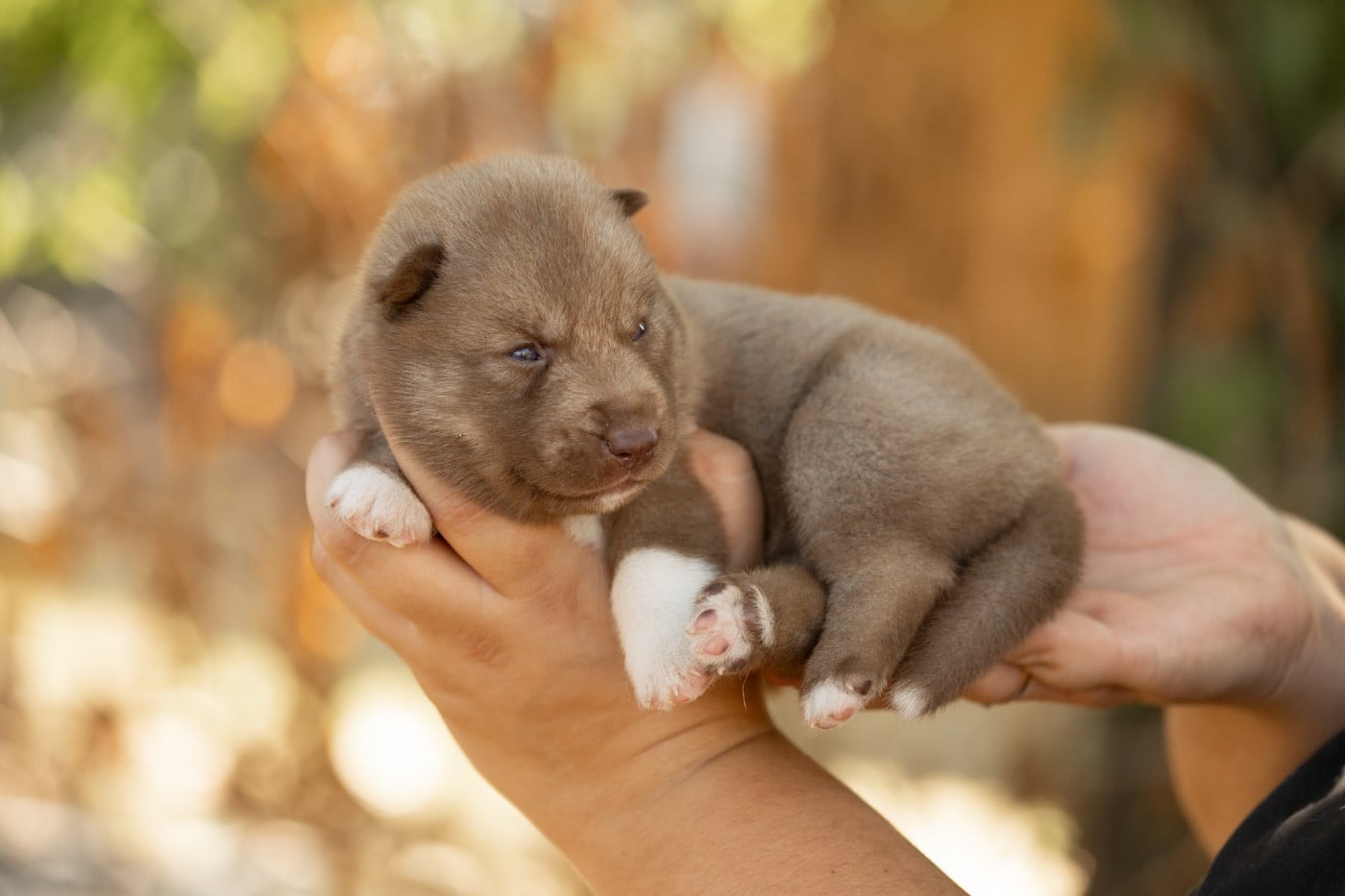 CHIOT 2