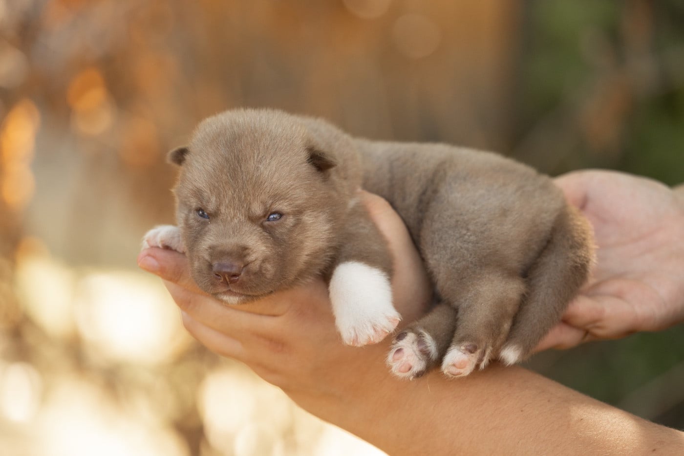 CHIOT 2