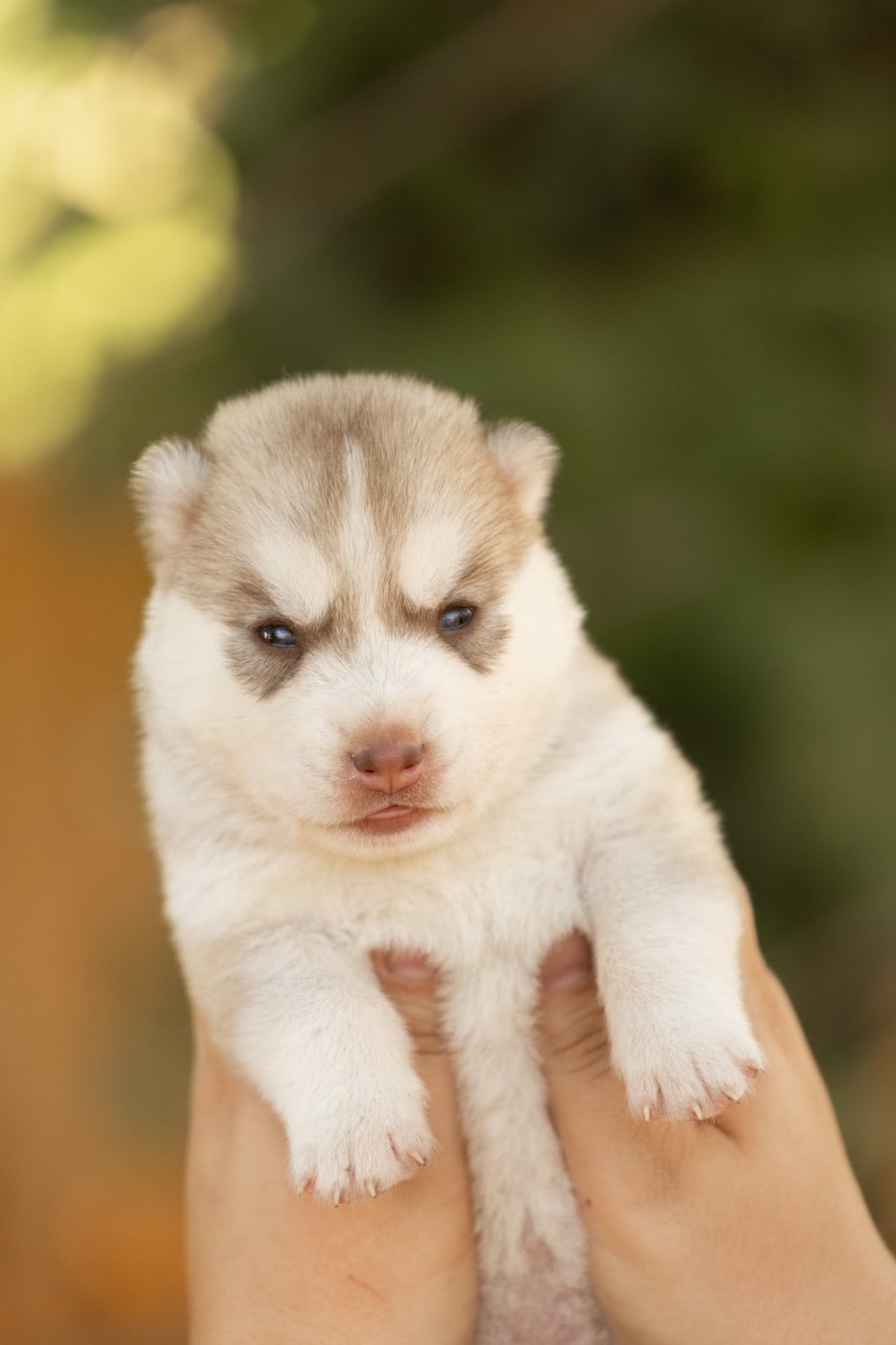 CHIOT 3