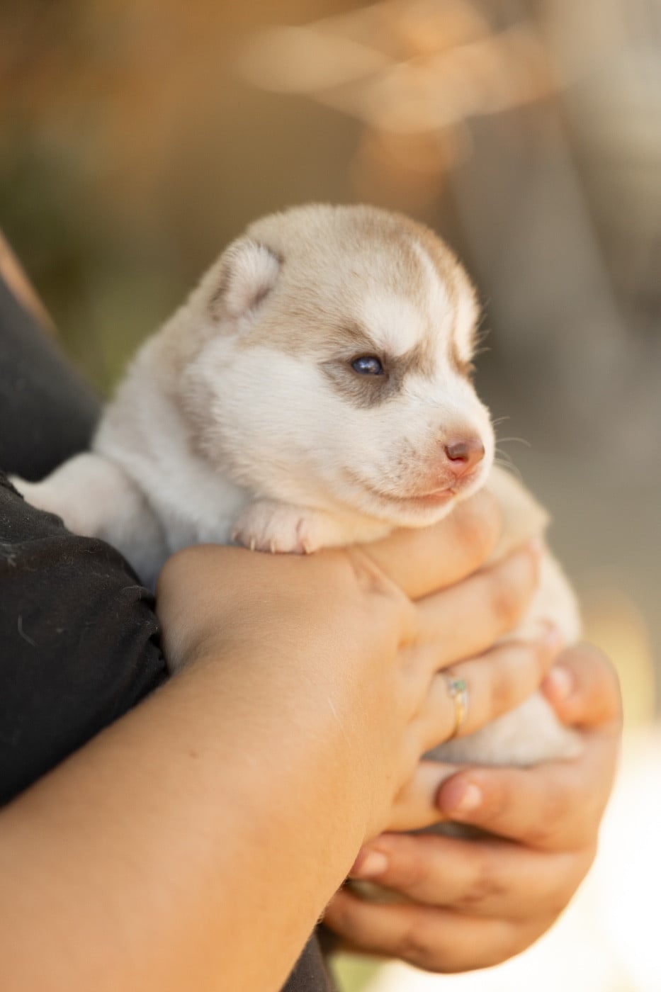 CHIOT 3
