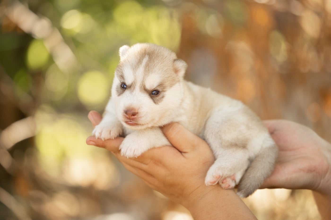 CHIOT 3