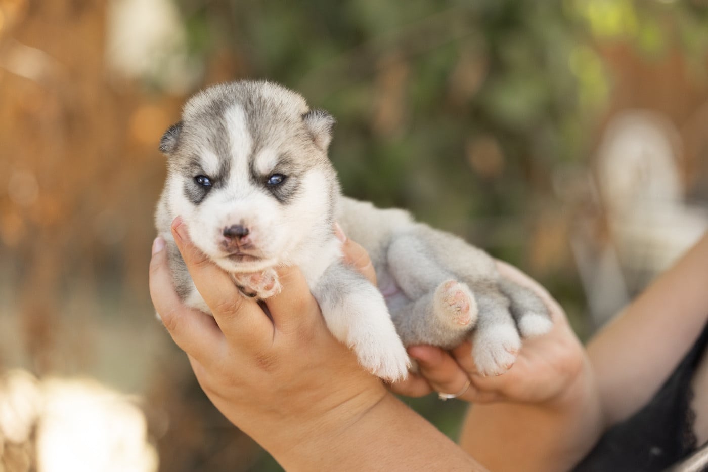 CHIOT 6
