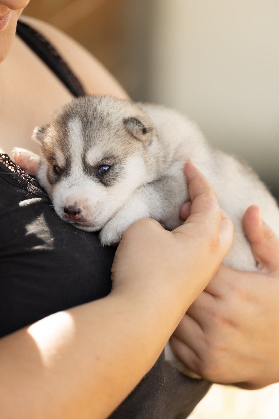 CHIOT 6