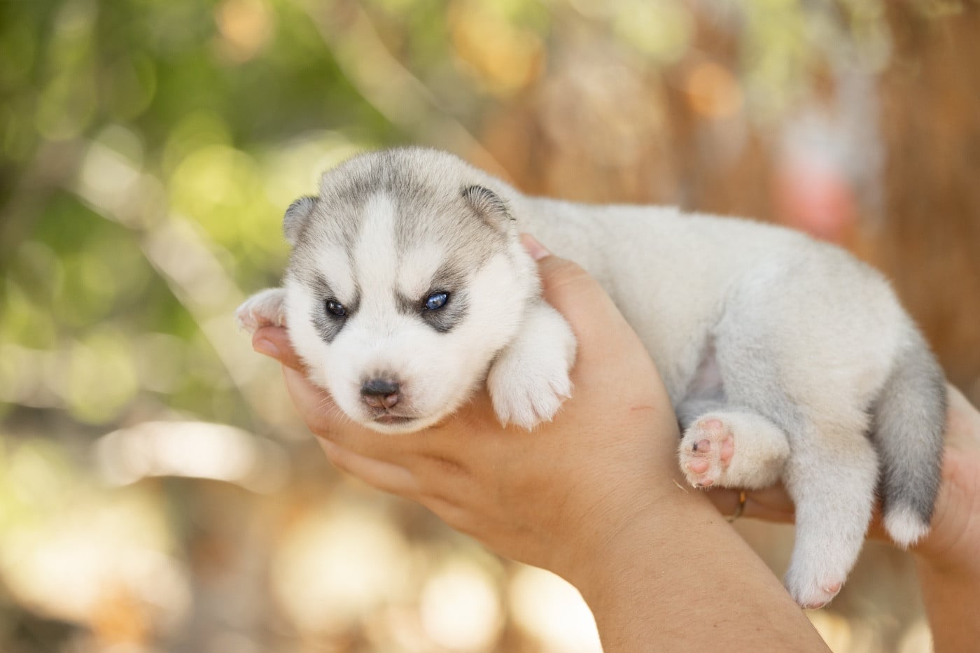 CHIOT 4