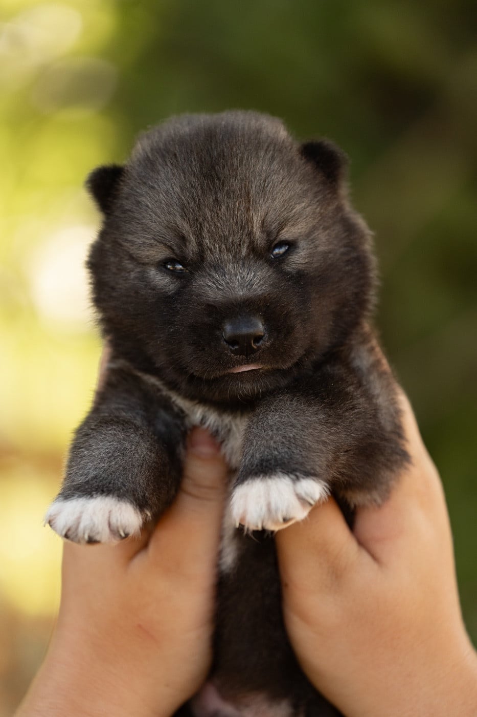 CHIOT 5
