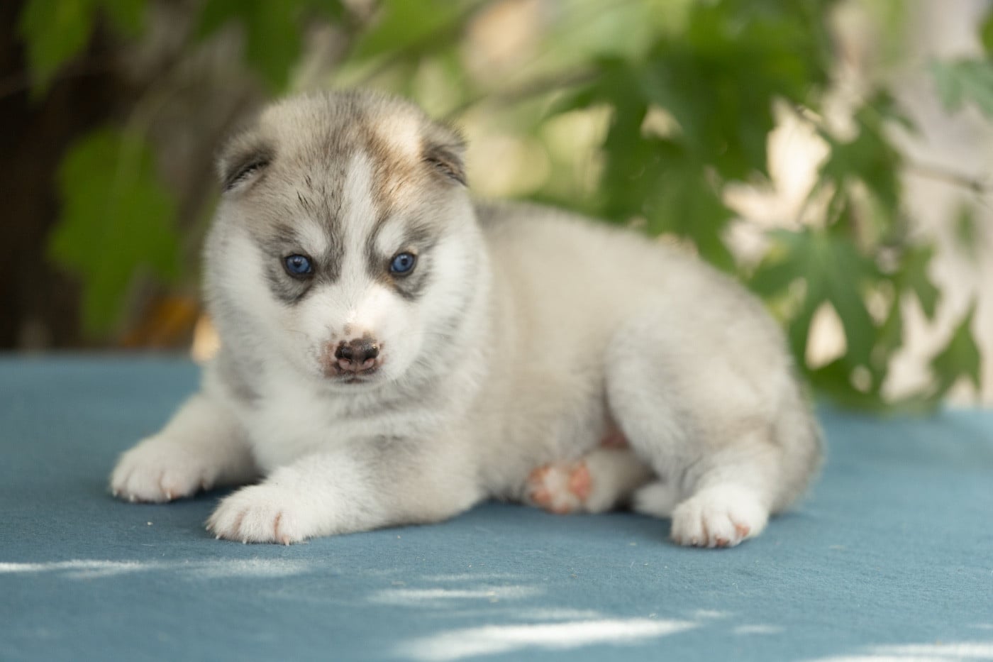 CHIOT 6