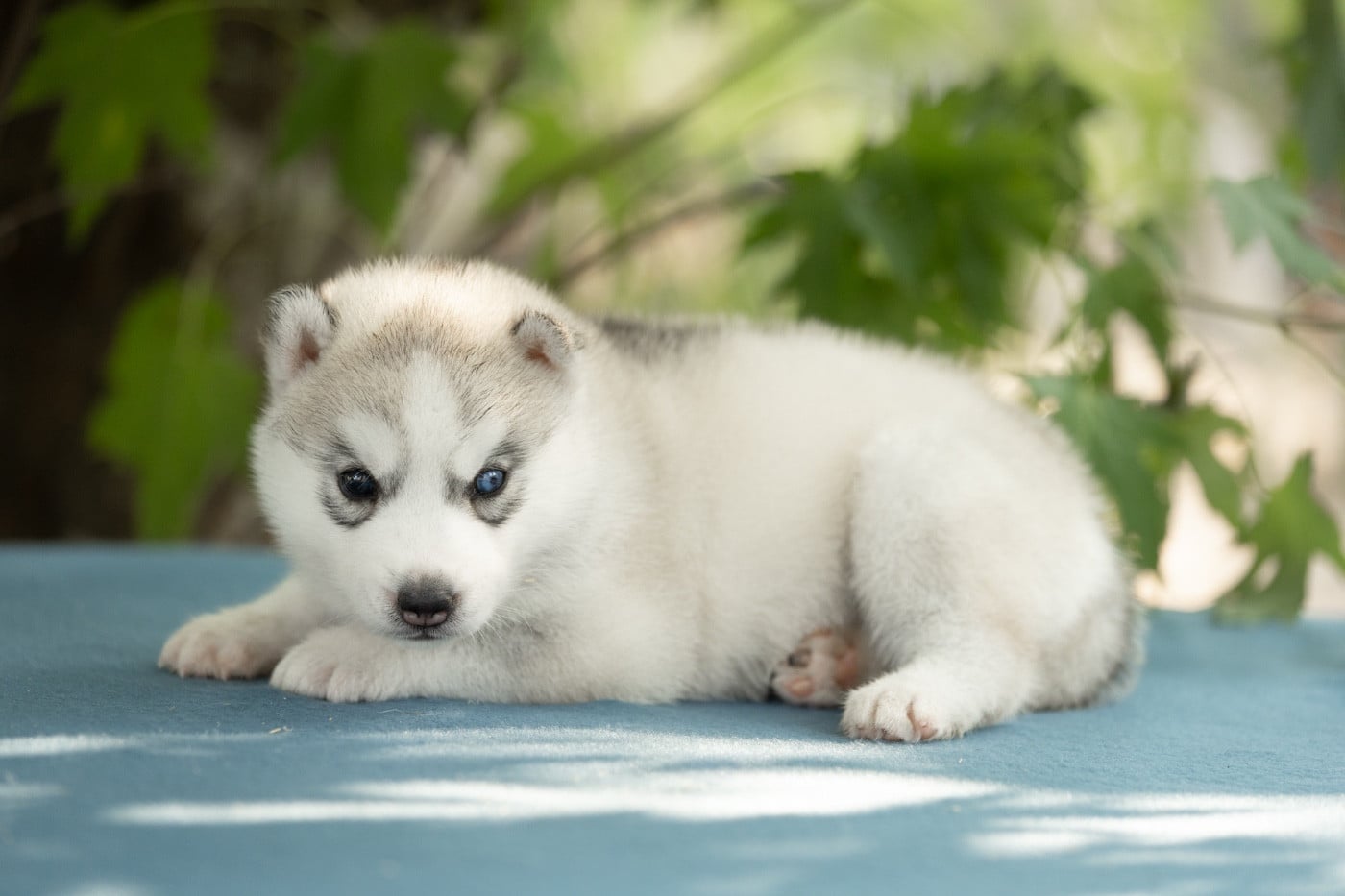 CHIOT 4