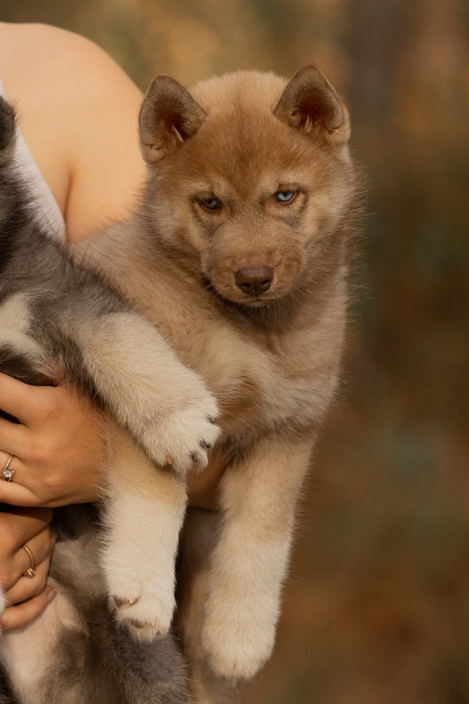 CHIOT 1