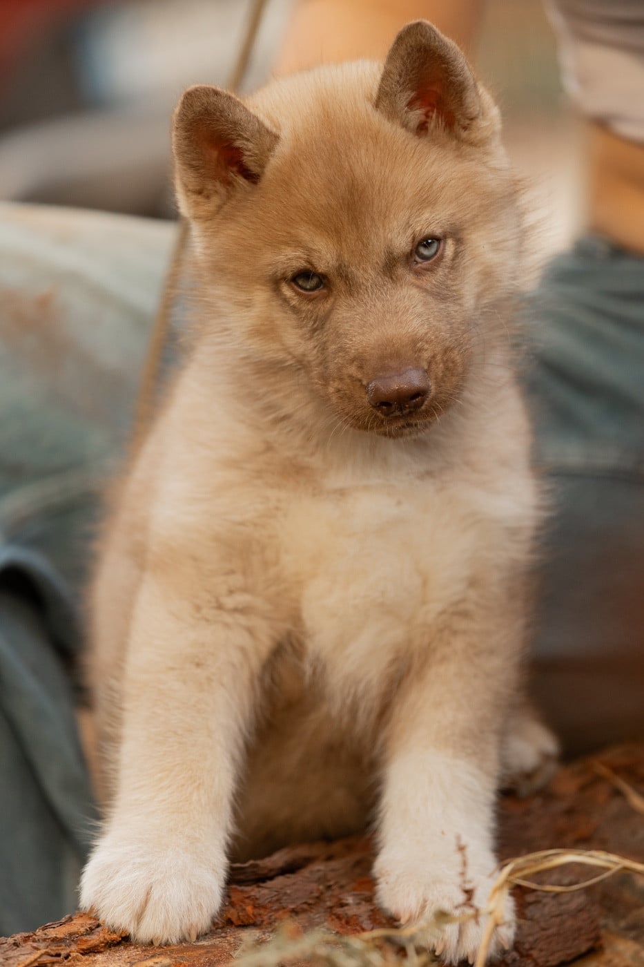 CHIOT 2